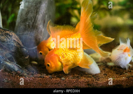 Oranda pesci rossi Foto Stock