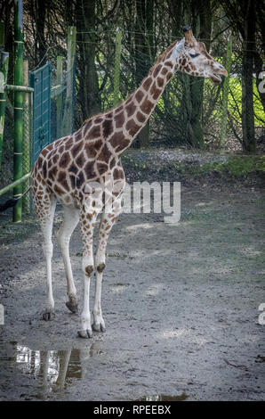 Giraffa Foto Stock