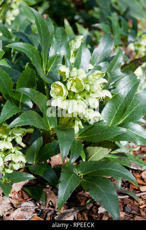 HELLEBORUS ARGUTIFOLIUS Foto Stock