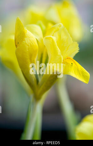 IRIS DANFORDIAE Foto Stock