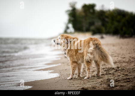 Cane in piedi su una spiaggia cane amichevole, Winnipeg Beach Provincial Park, Manitoba, Canada. Foto Stock