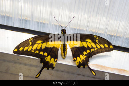 Papilio thoas il re a coda di rondine - farfalla della famiglia papilionidae sulla finestra Foto Stock