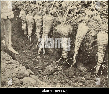 . Gli agricoltori Americani" manuale. Semi di ortaggi cataloghi; Aziende cataloghi; semi di graminacee cataloghi. Lungo PABBNIP liscio.. Si prega di notare che queste immagini vengono estratte dalla pagina sottoposta a scansione di immagini che possono essere state migliorate digitalmente per la leggibilità - Colorazione e aspetto di queste illustrazioni potrebbero non perfettamente assomigliano al lavoro originale. Peter Henderson &AMP; Co; Henry G. vivaio di Gilbert e il commercio di sementi Catalogo Collezione. New York : Peter Henderson &AMP; Co. Foto Stock