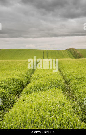 Tracce di pneumatici nel fresco verde erba che conduce verso il cielo nuvoloso scuro - Scozia rurale Foto Stock