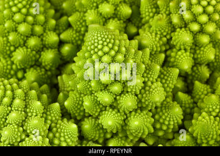Close up forma interessante cavolo romano (Brassica oleracera) Foto Stock