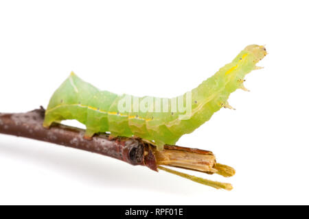 Caterpillar verde su stick isolato su sfondo bianco Foto Stock