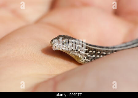 Herpetologist mano azienda capretti balkan lucertola muraiola ( Podarcis tauricus ) Foto Stock