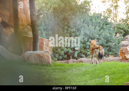 The Spotted hyena (Crocuta crocuta), noto anche come il ridere iena. Foto Stock