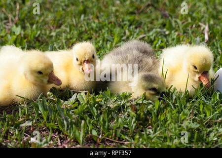 Quattro piccoli gosling domestici in erba verde Foto Stock