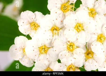 Fiori di Spirea aguta o Brides corona come sfondo di close-up Foto Stock