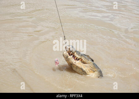 Coccodrillo di acqua salata salto per materie carne di bufalo durante l'alimentazione di Adelaide River in una giornata di sole nel punto di mezzo, Territorio del Nord, l'Australia. Foto Stock