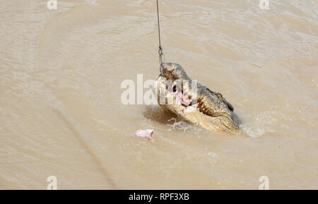 Coccodrillo di acqua salata salto per materie carne di bufalo durante l'alimentazione di Adelaide River in una giornata di sole nel punto di mezzo, Territorio del Nord, l'Australia. Foto Stock