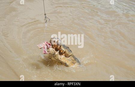 Coccodrillo di acqua salata salto per materie carne di bufalo durante l'alimentazione di Adelaide River in una giornata di sole nel punto di mezzo, Territorio del Nord, l'Australia. Foto Stock