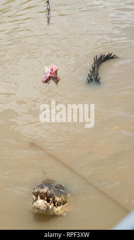 Coccodrillo di acqua salata salto per materie carne di bufalo durante l'alimentazione di Adelaide River in una giornata di sole nel punto di mezzo, Territorio del Nord, l'Australia. Foto Stock