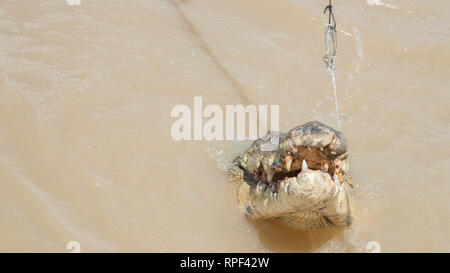 Coccodrillo di acqua salata durante l'alimentazione di Adelaide River in una giornata di sole nel punto di mezzo, Territorio del Nord, l'Australia. Foto Stock