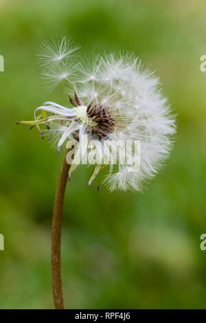 Fiore di tarassaco testa rilasciando semi close up foto macro con sfondo bokeh di fondo al di fuori della messa a fuoco a causa di profondità di campo. Formato verticale. Foto Stock