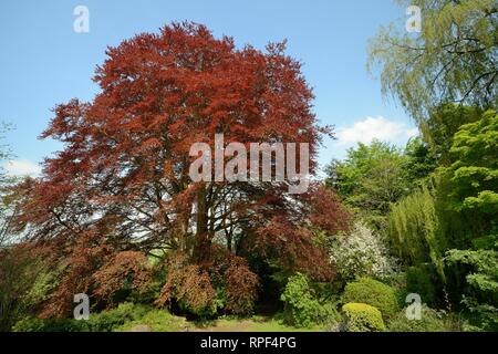 Il rame faggio (Fagus sylvatica purpurea) con recentemente aperto lascia in un giardino, Wiltshire, Regno Unito, maggio. Foto Stock