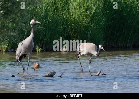 Comune / gru eurasiatica (grus grus) coppia rilasciato dal grande gru Progetto 2010, con i loro giovani chick in una zona paludosa coperta, Slimbridge, Glos, Regno Unito Foto Stock