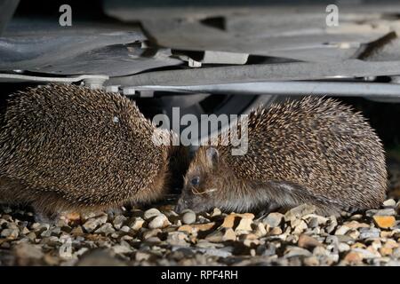 Riccio (Erinaceus europaeus) coppia corteggia sotto una vettura su una unità di ghiaia, con il maschio volteggiare e gomitata la femmina, Chippenham, Wiltshire, Regno Unito Foto Stock