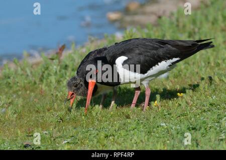 (Oystercatcher Haematopus ostralegus) chick inghiottire un insetto grub catturati da un genitore sul margine erboso di un lago, Gloucestershire, UK, Giugno. Foto Stock