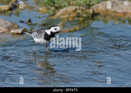 Pied wagtail (Motacilla alba) foraggio per insetti acquatici in un piccolo ruscello, Gloucestershire, UK, Giugno. Foto Stock