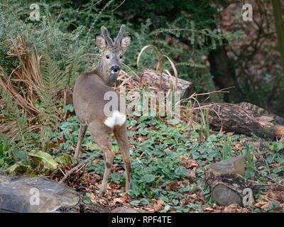 Avvisare il capriolo (Capreolus capreolus) buck con corna in velluto con la visita di un giardino a pascolare vegetazione vicino una siepe e un palo di legno, Wiltshire, Regno Unito, ma Foto Stock