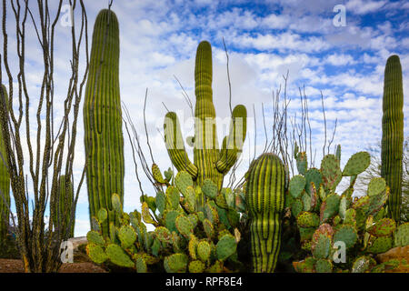 Un impressionante e iconico cactus garden con Saguaros, ficodindia e Ocotillo cactus in un paesaggio del deserto in un giorno nuvoloso in Arizona, Stati Uniti d'America Foto Stock