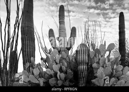 Un impressionante e iconico cactus garden con Saguaros, ficodindia e Ocotillo cactus in un paesaggio del deserto in un giorno nuvoloso in Arizona, Stati Uniti d'America in nero & Foto Stock