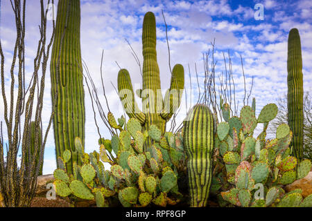 Un impressionante e iconico cactus garden con Saguaros, ficodindia e Ocotillo cactus in un paesaggio del deserto in un giorno nuvoloso in Arizona, Stati Uniti d'America Foto Stock