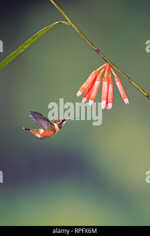 Purple-throated Woodstar a Tandayapa Bird Lodge Ecuador Foto Stock