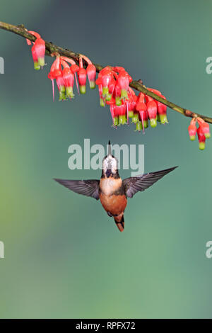 Purple-throated Woodstar a Tandayapa Bird Lodge Ecuador Foto Stock