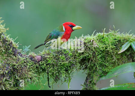 Maschio Red-headed Barbet a San Tadeo Ecuador Foto Stock