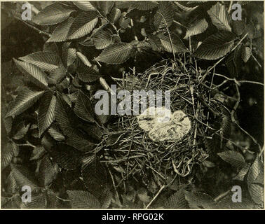 . American bird magazine, ornitologia. Gli uccelli. 136 AMERIOAN ornitologia. Mentre la Tortora è troppo pigri o troppo imprudenti a spendere molte energie nella realizzazione di un nido, ancora si trovano alcune che sono molto meglio di altri. Mentre passando sotto un albero di pesco circa i primi di luglio, un improvviso fischio di ali mi ha portato a credere che una colomba's Nest era proprio sopra la mia testa. Sguardo verso l'alto ho visto il nido che era appena stato liberato. Ma sicuramente, ho pensato che non appartengono a una colomba. Sebbene poggi sui rami ancora era di buona profondità e abbastanza sostanzialmente costruito.. Giovani colombe lutto. Disegno dell'arto d Foto Stock