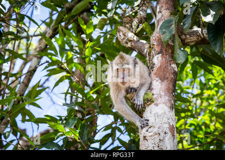 Lunga coda o anche chiamato Macachi mangiatori di granchi (Macaca fascicularis) da Maurizio, giovane maschio seduto su un ramo di albero in una foresta. Maurizio Foto Stock