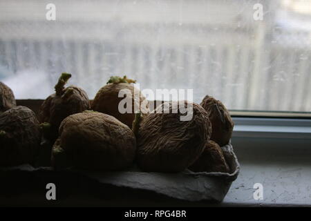 Chitting patate nella parte anteriore del davanzale per preparare per la semina primaverile. Foto Stock
