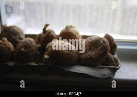 Chitting patate nella parte anteriore del davanzale per preparare per la semina primaverile. Foto Stock