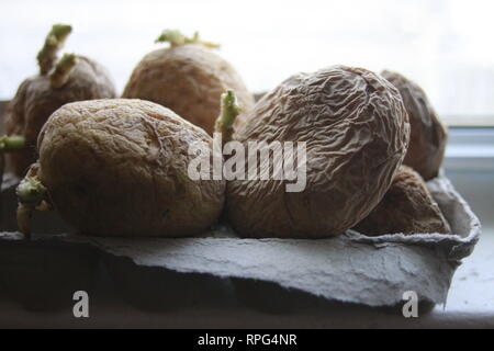Chitting patate nella parte anteriore del davanzale per preparare per la semina primaverile. Foto Stock