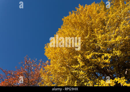 Foglie di autunno in Giappone Foto Stock