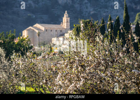 Almond blossom pressocaimari, Mallorca, Isole Baleari, Spagna Foto Stock