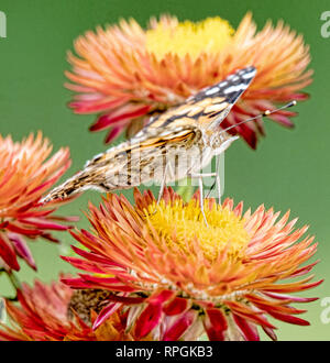 Dipinto di Lady Butterfly, colorazione protettiva, camuffamento, Strawflowers Foto Stock