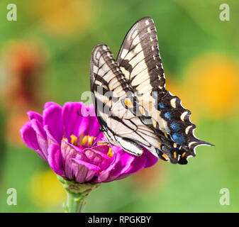 Tiger farfalla a coda di rondine, Zinnia fiore Foto Stock