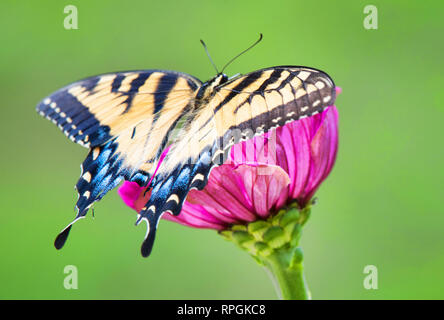 Tiger farfalla a coda di rondine, Zinnia fiore Foto Stock