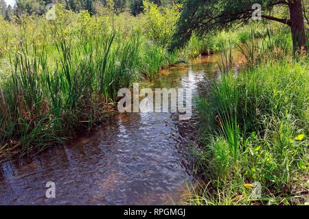 La Mississippi River vicino alla sua fonte Lago Itasca Minnesota Foto Stock