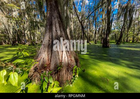 Vecchi cipressi nella palude cajun & Lago di Martin, vicino Breaux Bridge e Lafayette Louisiana Foto Stock