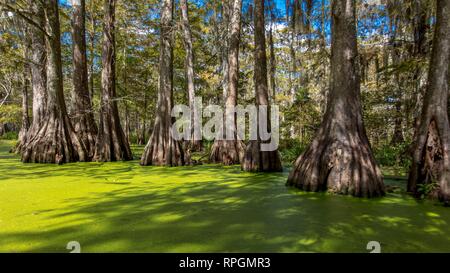 Vecchi cipressi nella palude cajun & Lago di Martin, vicino Breaux Bridge e Lafayette Louisiana Foto Stock