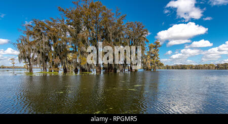 Palude di Cajun & Lago di Martin, vicino Breaux Bridge e Lafayette Louisiana Foto Stock