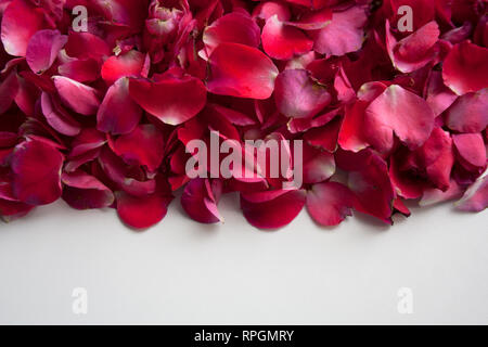 Rosa, rosso e viola e petali di fiori su fondo bianco close up Foto Stock