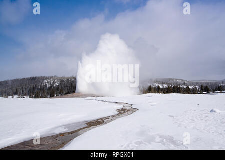 Geyser Old Faithful eruttando nel Parco Nazionale di Yellowstone durante l inverno Foto Stock