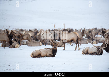 Le scene naturalistiche da Jackson Hole & Yellowstone, Wyoming in inverno Foto Stock