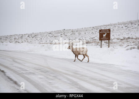 Le scene naturalistiche da Jackson Hole & Yellowstone, Wyoming in inverno Foto Stock